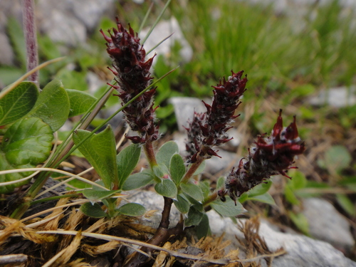 Image of Salix alpina by (c) Christian Berg, some rights reserved (CC BY)