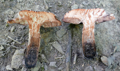 Tylopilus indecisus