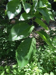 Ulmus americana