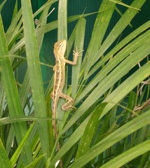 Calotes versicolor