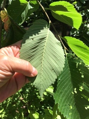 Ulmus americana