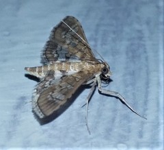 Sameodes cancellalis