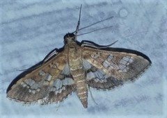 Sameodes cancellalis