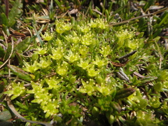 Cherleria sedoides