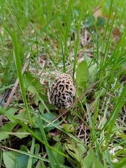 Morchella