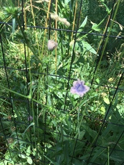 Cichorium intybus