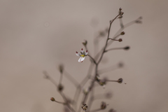 Nemacladus orientalis