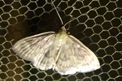 Crocidophora serratissimalis