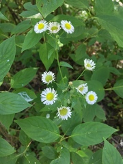 Erigeron annuus