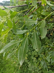 Salix × smithiana