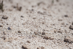 Nemacladus orientalis