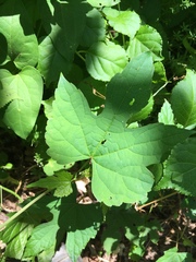 Ampelopsis glandulosa