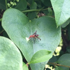 Tritoxa incurva