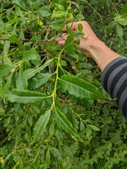 Salix × smithiana