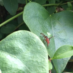 Tritoxa incurva