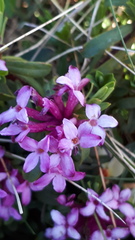 Daphne striata