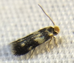 Etainia sericopeza