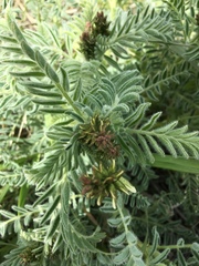 Astragalus drummondii