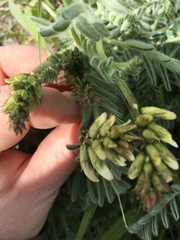 Astragalus drummondii