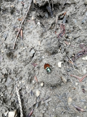 Phyllopertha horticola