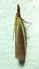 Peoria approximella