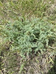 Astragalus drummondii