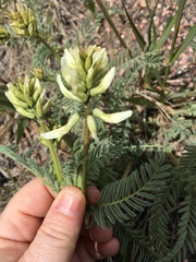 Astragalus drummondii