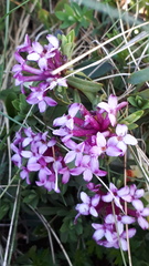 Daphne striata