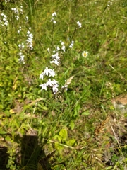 Lobelia spicata