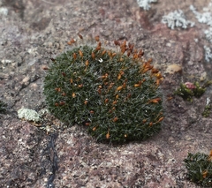 Grimmia ovalis