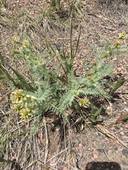 Astragalus drummondii