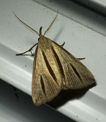 Macrochilo bivittata