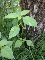 Impatiens parviflora