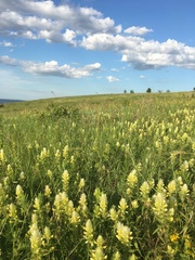 Melampyrum argyrocomum