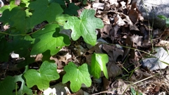 Menispermum canadense