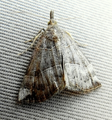 Hypena deceptalis