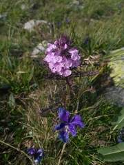 Pedicularis anthemifolia