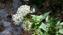 Asclepias texana