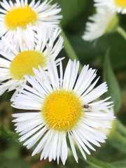 Asteraceae