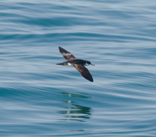 Manx Shearwater