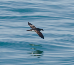 Manx Shearwater photo 4