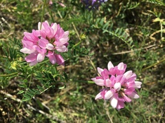Securigera varia