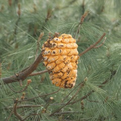 Cronartium conigenum