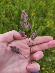 Dactylis glomerata