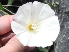 Calystegia purpurata