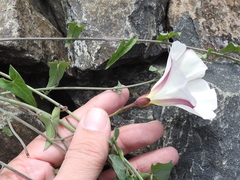 Calystegia purpurata