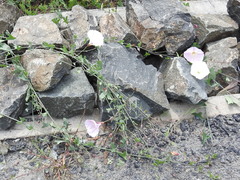 Calystegia purpurata