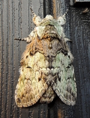 Macrurocampa marthesia