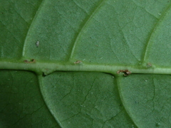 Psychotria marginata