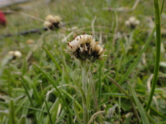 Antennaria carpatica